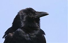 Fish Crow